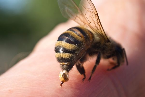 Chữa VIÊM KHỚP bằng nọc ong có mang lại hiệu quả như lời đồn?