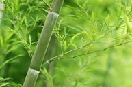 Cách trị rạn da lâu năm bằng cao lá tre có hiệu quả không? Chuyên gia Nguyễn Hồng Hải phân tích