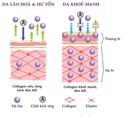 Lão hóa da sớm: Những dấu hiệu nào giúp nhận biết?