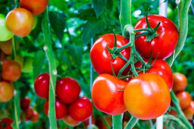 cải thiện vẩy nến bằng cà chua: Biện pháp đơn giản, hiệu quả