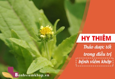 Cây hy thiêm - Bước đột phá trong hỗ trợ điều trị viêm khớp dạng thấp 