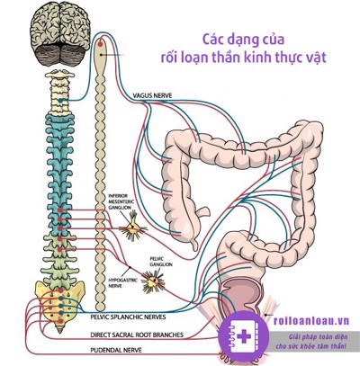 Các dạng của rối loạn thần kinh thực vật rất nhiều người chưa biết