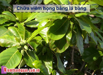 Chữa viêm họng bằng lá bàng, nghe có vẻ lạ nhưng hiệu quả bất ngờ!