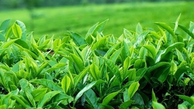  5 loại trà thảo dược giúp cải thiện hiệu quả tình trạng viêm phổi