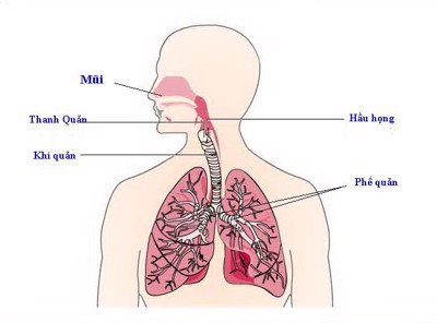 Bảo Phế Vương - Giải pháp giúp phòng ngừa và hỗ trợ điều trị hiệu quả tình trạng viêm phổi thở máy