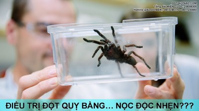 Phát hiện mới: Có thể ĐIỀU TRỊ ĐỘT QUỴ bằng… nọc độc của loài nhện nguy hiểm nhất thế giới