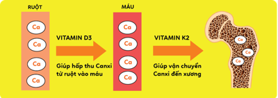 Vì sao cần bổ sung vitamin K2 khi điều trị bệnh xương khớp, cột sống? 