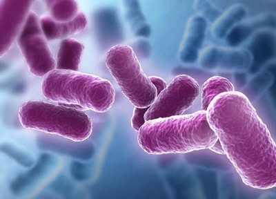 Bacillus subtilis là gì? Tác dụng của Bacillus subtilis đối với hệ tiêu hóa của con người 