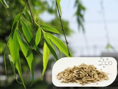 Tác dụng giảm đau của chiết xuất vỏ cây liễu như thế nào?- Chuyên gia Nguyễn Thị Vân Anh phân tích