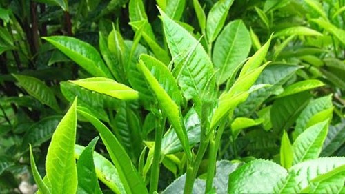 Uống nhiều trà đặc tăng nguy cơ viêm khớp dạng thấp có đúng không?