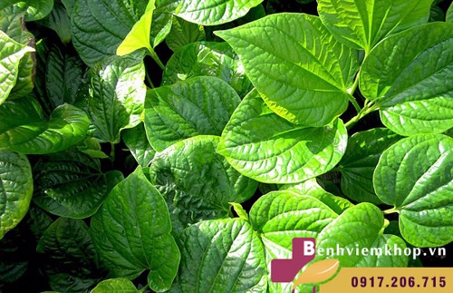 3 loại thảo dược có tác dụng giảm đau tuyệt vời cho người viêm khớp