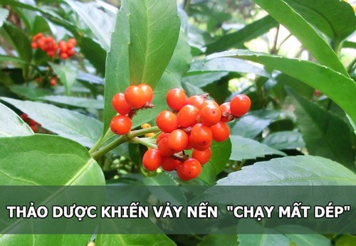 Cách chữa bệnh vảy nến bằng cây sói rừng