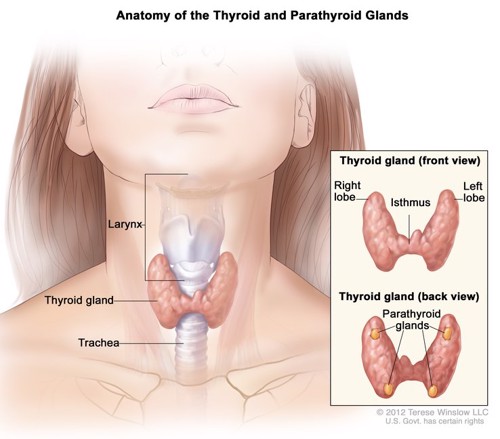 Nguyên nhân bệnh bướu cổ, suy giáp, cường giáp, ung thư tuyến giáp là gì?