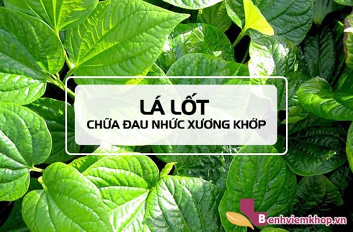 Khám phá 3 cách CHỮA ĐAU XƯƠNG KHỚP bằng lá lốt đơn giản, hiệu quả