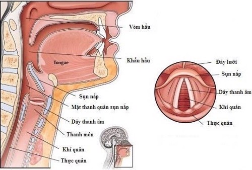 Viêm thanh quản uống thuốc không đỡ, có nên dùng Tiêu Khiết Thanh?