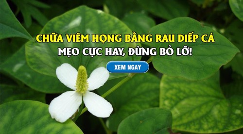 Chữa viêm họng bằng rau diếp cá - Mẹo cực hay, đừng bỏ lỡ!