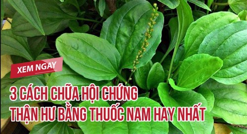 3 cách chữa hội chứng thận hư bằng thuốc nam hay nhất. Đừng bỏ lỡ