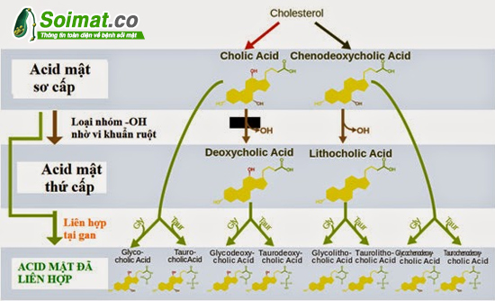 Sơ đồ tổng hợp acid mật từ Cholestrol