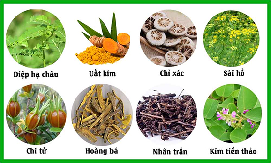 Thành phần Kim Đởm Khang: 8 thảo dược tốt cho người sỏi mật