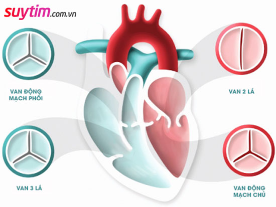 4 loại van tim và các bệnh van tim thường gặp