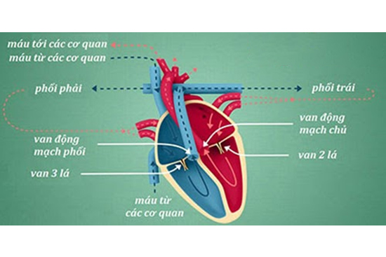 Hở van tim có nguy hiểm không - cách nào chữa trị hiệu quả?