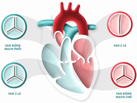 Hở van tim có nguy hiểm không - cách nào chữa trị hiệu quả?