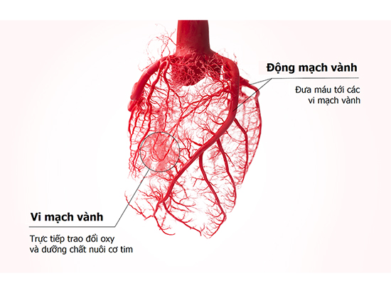 Ích Tâm Khang Platinum - Giải pháp đột phá cho thiếu máu cơ tim, bệnh mạch vành