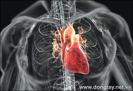 Các bệnh tim mạch dẫn tới suy tim