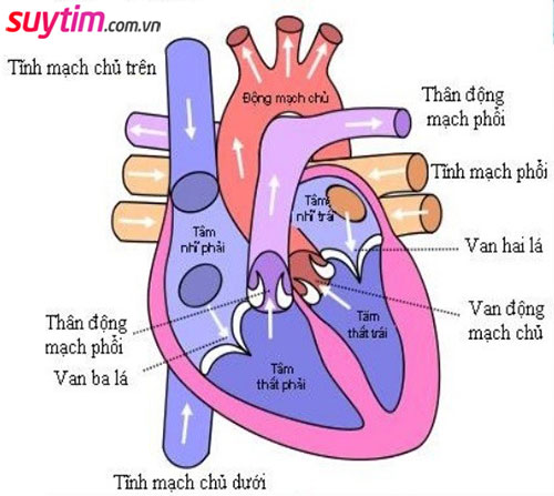 Tim gồm có 4 buồng và 4 van tim chỉ cho máu di chuyển theo 1 chiều cố định