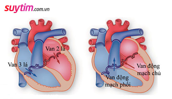 Vị trí của van 2 lá, 3 lá, van động mạch phổi và van động mạch chủ
