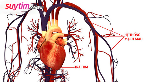Tpbvsk Ích Tâm Khang nhờ có tác động toàn diện trên tim và hệ thống mạch máu nên giúp hiệu quả hỗ trợ điều trị bệnh tim mạch được tối ưu nhất