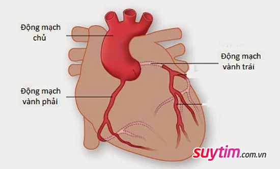 Hệ mạch vành là hệ thống mạch máu nuôi tim