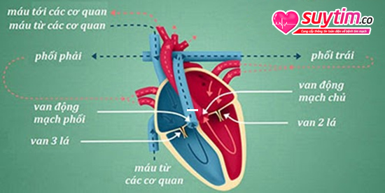 Van tim nào bị hở cũng có thể gây ra các biến chứng nguy hiểm