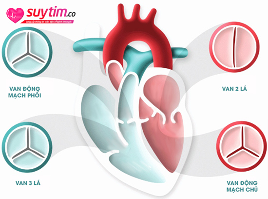 Triệu chứng hở van tim thay đổi tùy theo loại van bị hở
