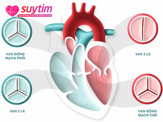 Hình ảnh mô tả vị trí các van tim.