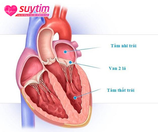 Van tim 2 lá giữ cho dòng máu chảy 1 chiều từ tâm nhĩ trái xuống tâm thất trái