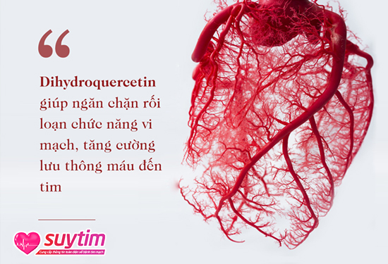 Chiết xuất Dihydroquercetin từ Thông Dahurian giúp tăng lưu thông máu đến từng vi mạch nhỏ nuôi tim - điều mà rất ít chiết xuất làm được